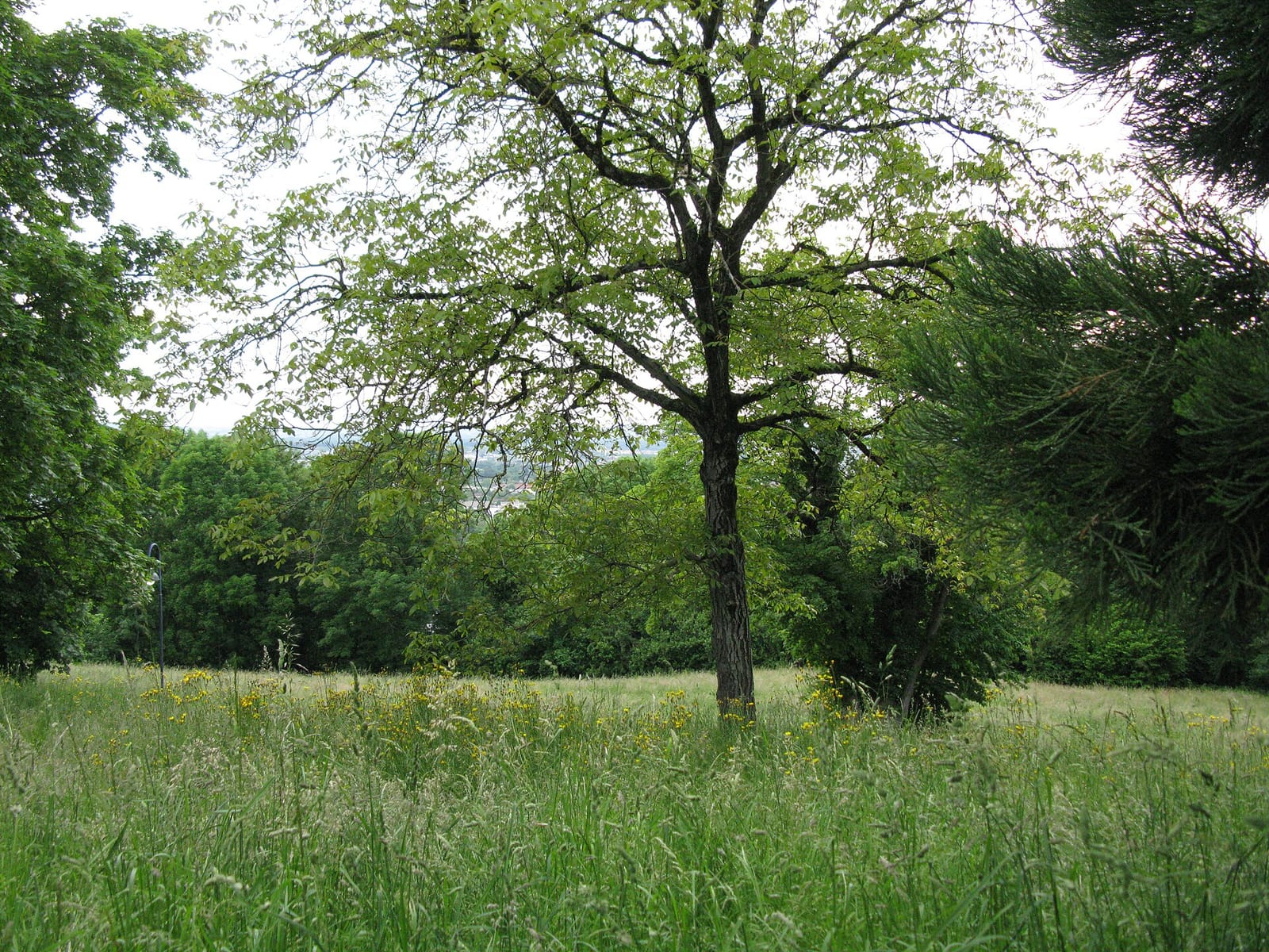 Auf dem Lorettoberg in Freiburg - Wiesen und Baumbestand auf dem 384,5 m hohen Hausberg der Wiehre